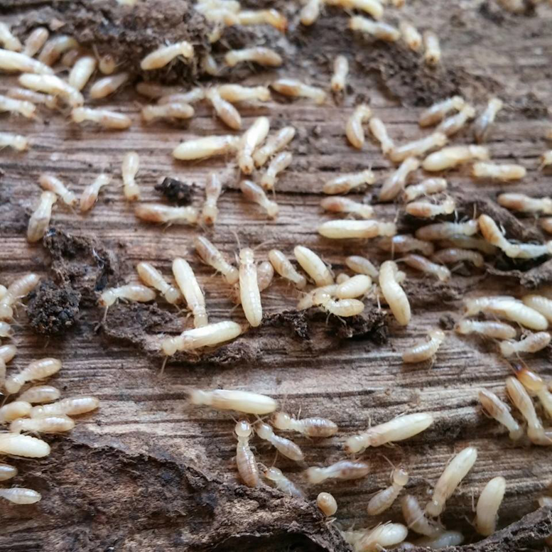 A close-up of termites infesting a piece of wood, showing a common pest issue addressed by Weldon Termite & Pest Control Inc. in Champaign, IL.