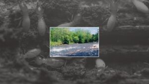 Close-up view of termites, a common pest, indicating the need for Monocacy Pest Control services in New Market, MD.