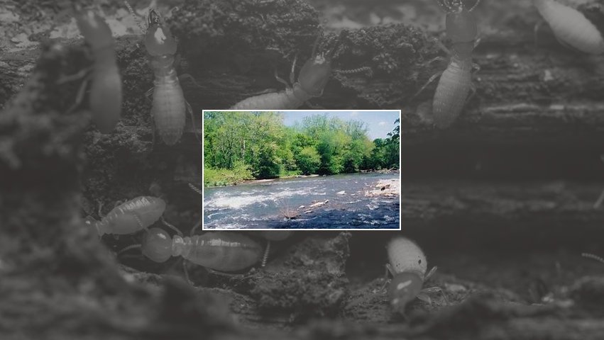 Close-up view of termites, a common pest, indicating the need for Monocacy Pest Control services in New Market, MD.