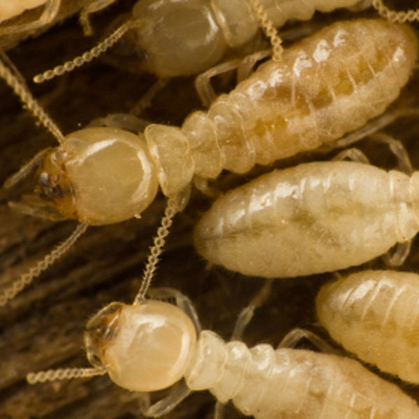 A close-up image of termites, illustrating termite control and extermination services from Star Pest Control in Idaho Falls, ID.