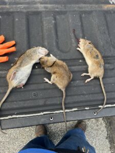 Three dead rats on a truck bed after successful rodent removal by 1St State Pest & Home Services in Middletown, DE.