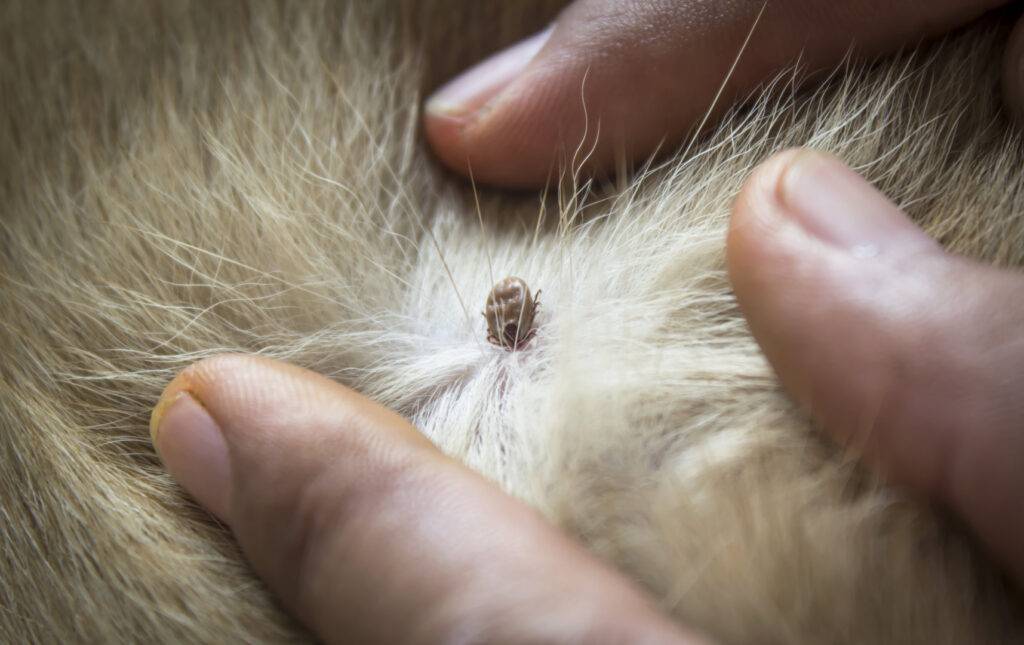 A close-up of a tick embedded in a dog's fur, representing a common pet pest issue handled by Ares Pest Control in Biddeford, ME.