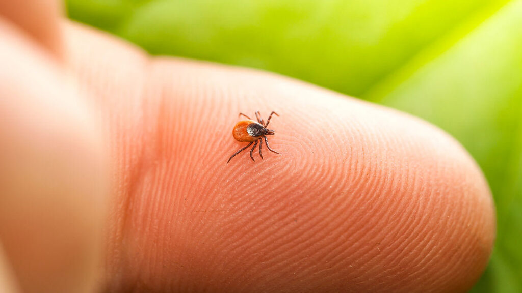 A close-up of a small tick on a human finger, representing a common pest issue addressed by Runnin'Bugz Lawn Care and Pest Solutions in Syracuse, NY.