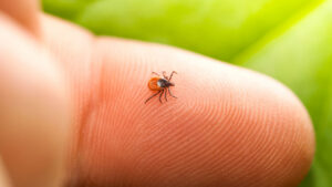A close-up of a small tick on a human finger, representing a common pest issue addressed by Runnin'Bugz Lawn Care and Pest Solutions in Syracuse, NY.