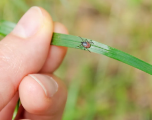 A close-up of a tick on a blade of grass, representing pest control services by Mosquito Shield of Savannah in Savannah, GA.