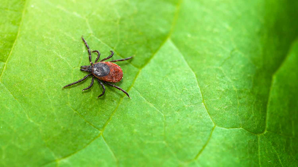 A close-up of a tick on a vibrant green leaf, a common pest managed by Epoch Pest Solutions in Oklahoma City, OK.