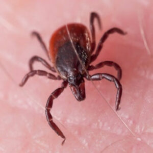 A close-up image of a tick on human skin, representing a pest control service offered by Maximum Pest Management in Wichita, KS.