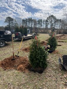 A Total Lawn crew member planting new shrubs and small trees as part of a landscaping project in Lawrence, KS