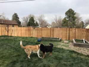 A traditional wood picket fence providing a secure backyard for pets, installed by Accent Fence & Design in Lakewood, CO.