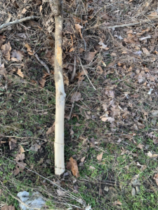 A tree branch with bark stripped off, showing clear wildlife damage addressed by Cuzzins Pest and Termite Control in Hopkinsville, KY.