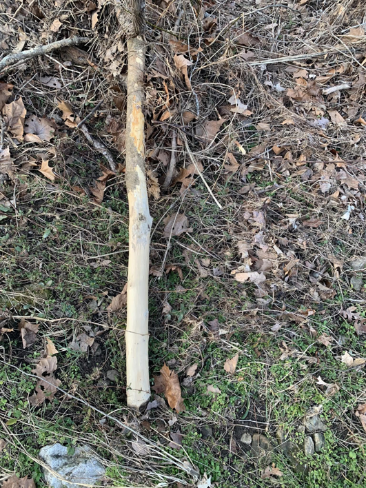 A tree branch with bark stripped off, showing clear wildlife damage addressed by Cuzzins Pest and Termite Control in Hopkinsville, KY.