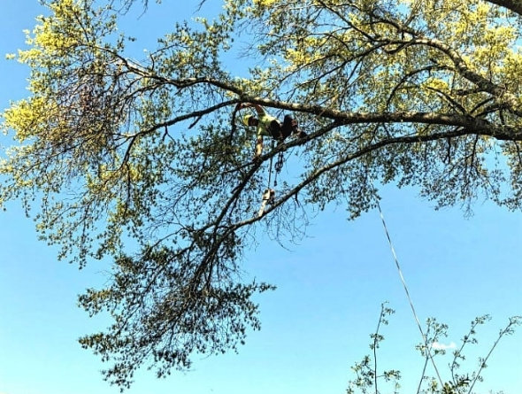 A professional tree climber secured with ropes, trimming branches for Greener Grounds Lawn and Tree in Birmingham, AL