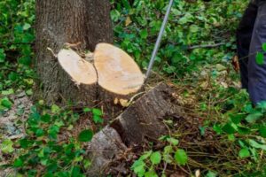 A chainsaw cutting through a tree trunk, showing fresh wood, by Greener Grounds Lawn and Tree in Birmingham, AL