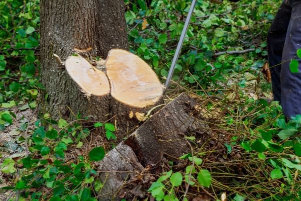 A chainsaw cutting through a tree trunk, showing fresh wood, by Greener Grounds Lawn and Tree in Birmingham, AL