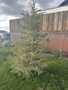 A tree with dead lower branches and disturbed ground, indicating pest or plant health issues for Pest One in Bozeman, MT.
