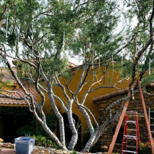 Trees wrapped with holiday lights, indicating an installation by GET LIT Electrical Services LLC in Glendale, AZ.