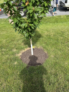 Fresh mulch applied around the base of a young tree, a landscaping service by As Green Lawncare and Landscaping LLC in Frederick, MD.