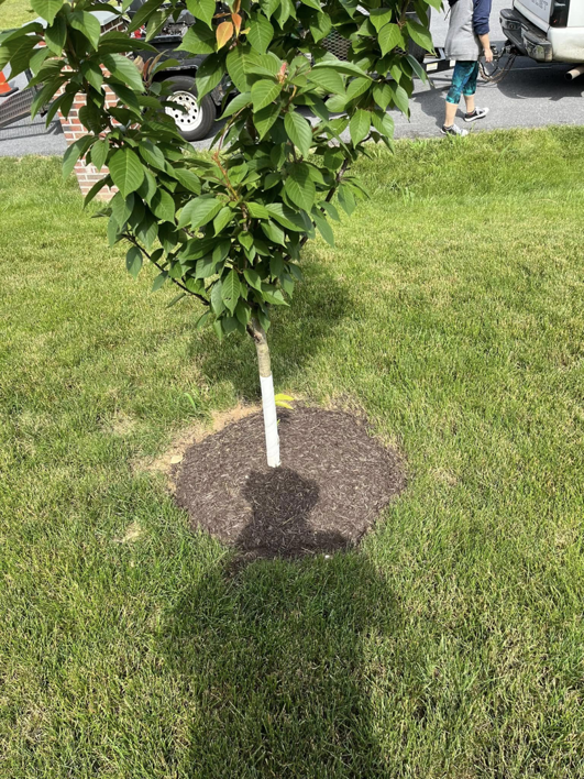 Fresh mulch applied around the base of a young tree, a landscaping service by As Green Lawncare and Landscaping LLC in Frederick, MD.