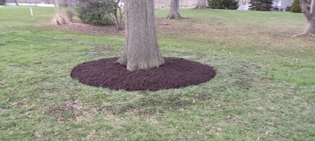 Fresh dark mulch applied around the base of a tree by VKDYS Lawn Care in Fort Wayne, IN.