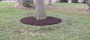 Fresh dark mulch applied around the base of a tree by VKDYS Lawn Care in Fort Wayne, IN.