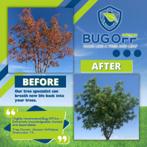 Before and after photos showing a tree revitalized by pest control services from Bug Off Inc. in Fort Lauderdale, FL.