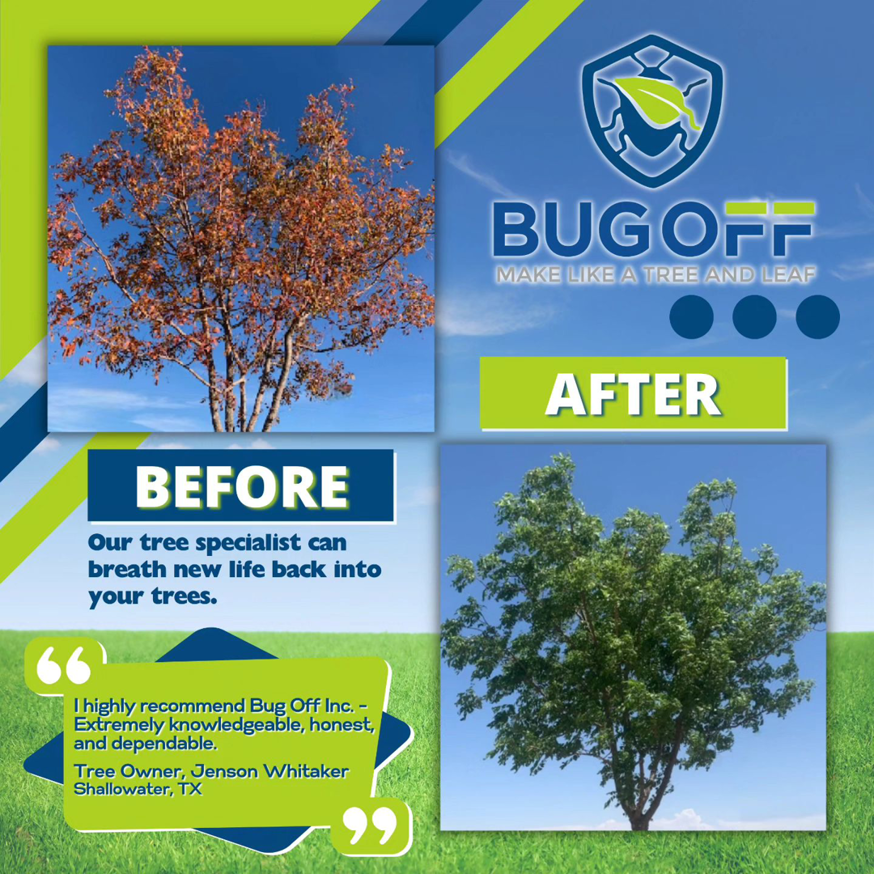 Before and after photos showing a tree revitalized by pest control services from Bug Off Inc. in Fort Lauderdale, FL.