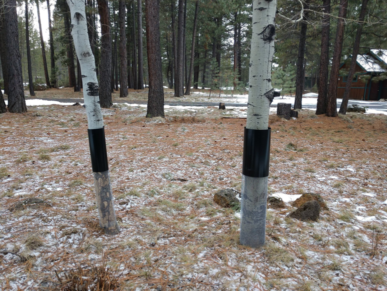Protective mesh and bands installed around tree bases to prevent wildlife damage by Solid Pest Solutions in Bend, OR.