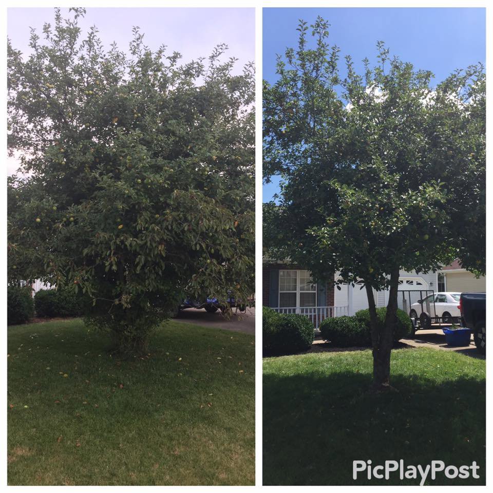 Before and after view of a tree pruning and trimming service by Ryan's Lawn Service, LLC in Charlotte, NC.