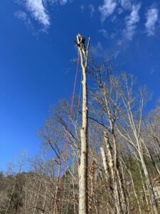 A worker high in a tree performing tree removal services for Peek Lawn Care LLC in Windy Hills, KY.