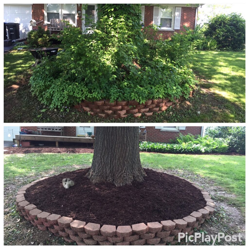 Before and after view of a tree ring mulching and brick border installation by Ryan's Lawn Service, LLC in Charlotte, NC.
