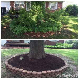 Before and after view of a tree ring mulching and brick border installation by Ryan's Lawn Service, LLC in Charlotte, NC.