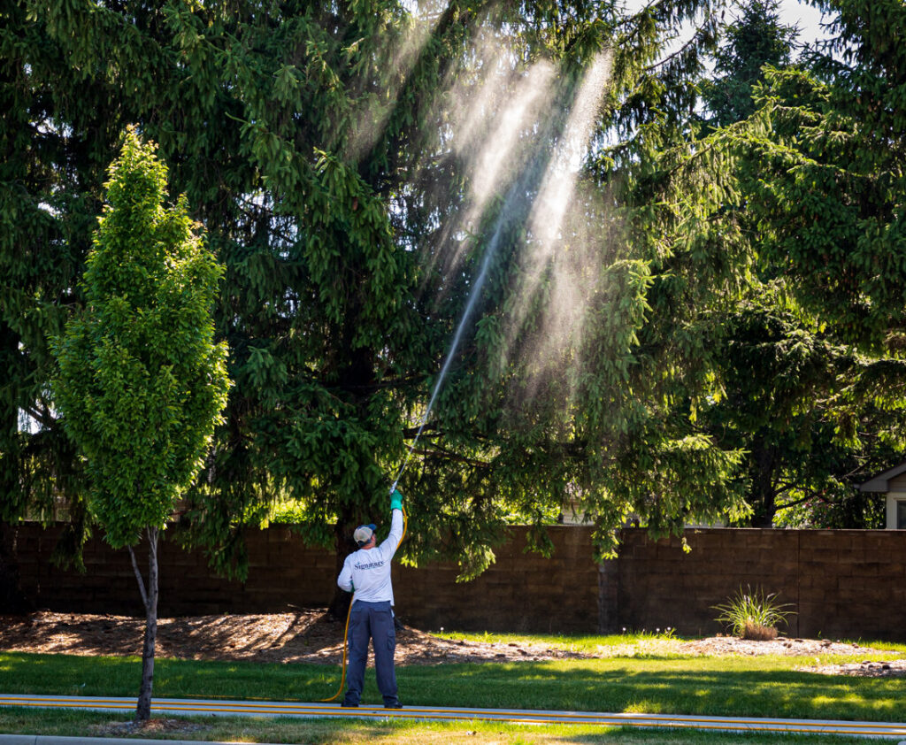 A technician from Signature Lawn & TreeMasters performing pest control spraying on a large evergreen tree in Fort Wayne, IN.