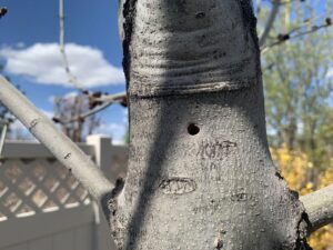 A close-up of a tree trunk showing a distinct hole, likely caused by wood-boring pests or wildlife, in Boise, ID.