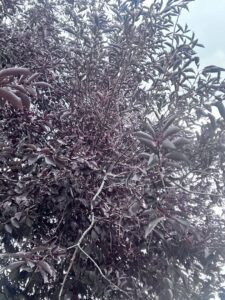 A tree with dark, possibly diseased or pest-infested leaves, a plant health concern addressed by Pest One in Bozeman, MT.