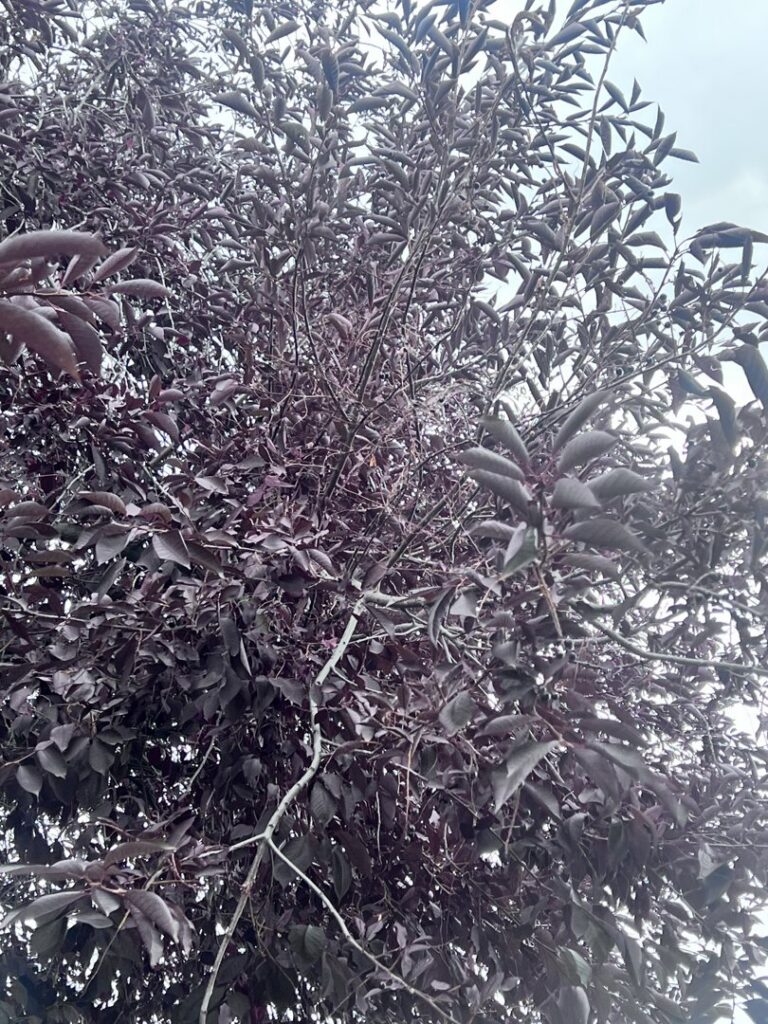 A tree with dark, possibly diseased or pest-infested leaves, a plant health concern addressed by Pest One in Bozeman, MT.