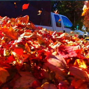 A truck bed overflowing with colorful autumn leaves, showcasing leaf removal by K&R Lawn Care in Pass Christian, MS.