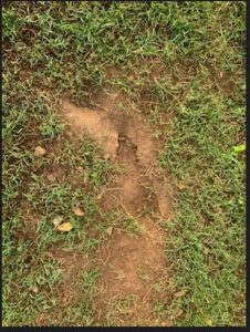 A patch of turf damage indicating pest activity, addressed by Action Pest And Turf in Springdale, AR.