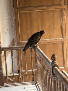 A turkey vulture perched on an indoor wooden railing, indicating a wildlife removal service by Varment Guard in Danville, IN.