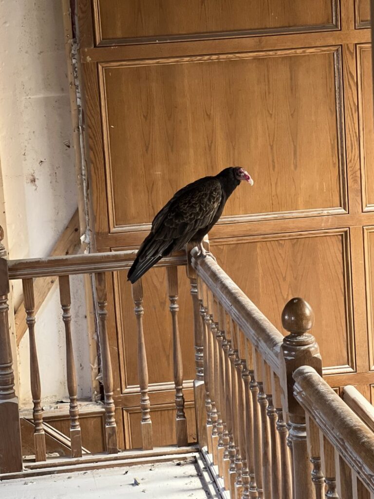 A turkey vulture perched on an indoor wooden railing, indicating a wildlife removal service by Varment Guard in Danville, IN.