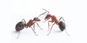Two ants on a white background, representing common pests that Mecaf Termite and Pest Control handles in Long Beach, CA