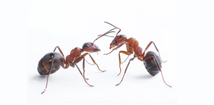 Two ants on a white background, representing common pests that Mecaf Termite and Pest Control handles in Long Beach, CA