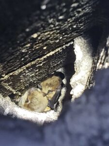 Two bats huddled together in a tight crevice, showing a common bat problem addressed by NiceBats.com in Sioux Falls, SD.
