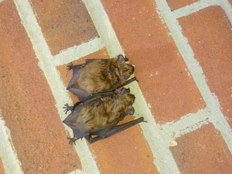 Two bats resting on a brick wall, indicating a potential wildlife removal job for Macon Wildlife Removal Pro in Macon, GA.