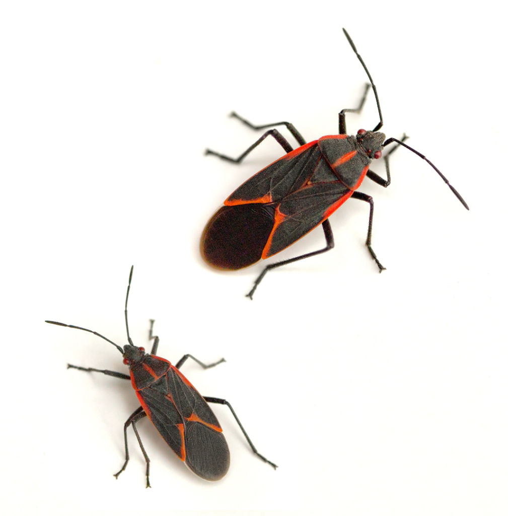 Two boxelder bugs, common pests that The Bug Man provides pest control services for in Ankeny, IA.