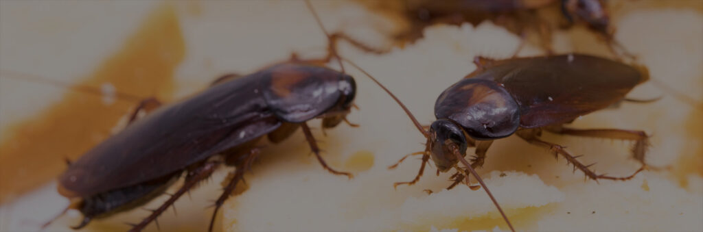 Two cockroaches visible, representing a common pest control challenge addressed by Barton Pest Solutions in York, PA.