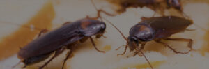 Two cockroaches visible, representing a common pest control challenge addressed by Barton Pest Solutions in York, PA.