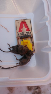 Two dead mice caught in a Victor brand trap, demonstrating effective rodent control by Weldon Termite & Pest Control Inc. in Champaign, IL.