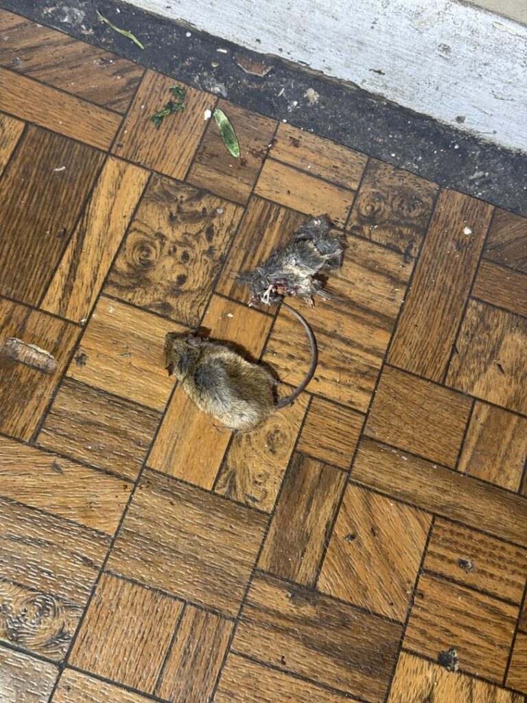 Two dead mice found on a wooden floor, evidence of successful rodent control by Charm City Pest Control Solutions LLC in Baltimore, MD.
