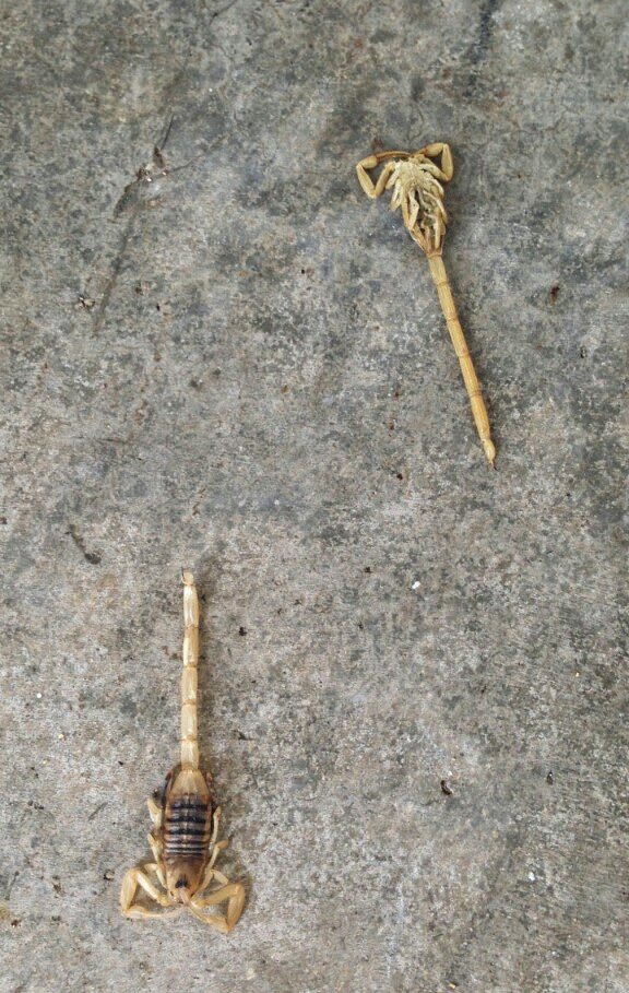 Two dead scorpions on the ground, indicating a successful pest control effort by Arizona Pest Control in Tucson, AZ.