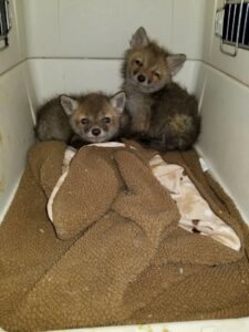 Two small fox kits safely contained in a carrier, handled by K.P. Wildlife Control and Repairs LLC in Annapolis, MD.